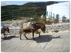 Working Donkeys - Tholaria