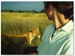 Lion Safaris Now Available - Okavango Delta, Botswana